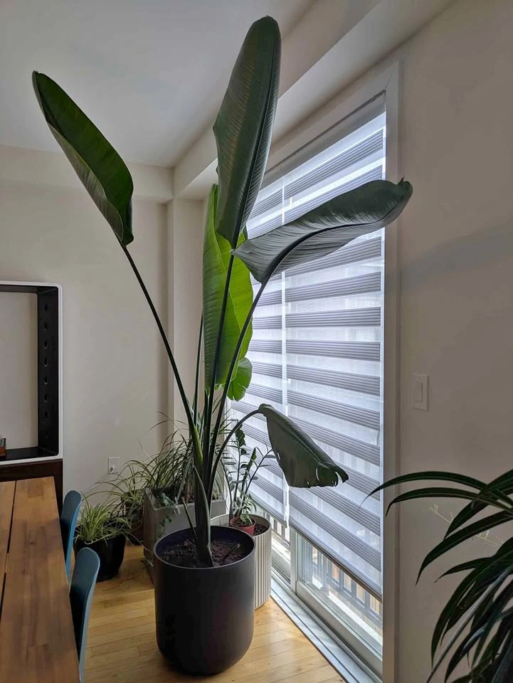Two Bird of Paradise Potted Plants