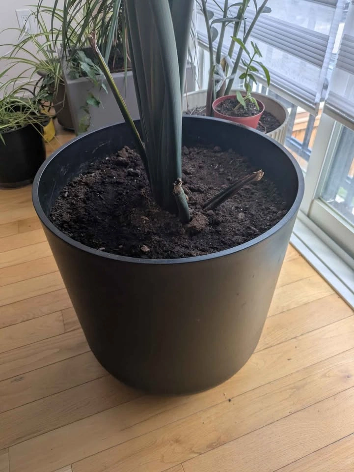 Two Bird of Paradise Potted Plants - photo 2
