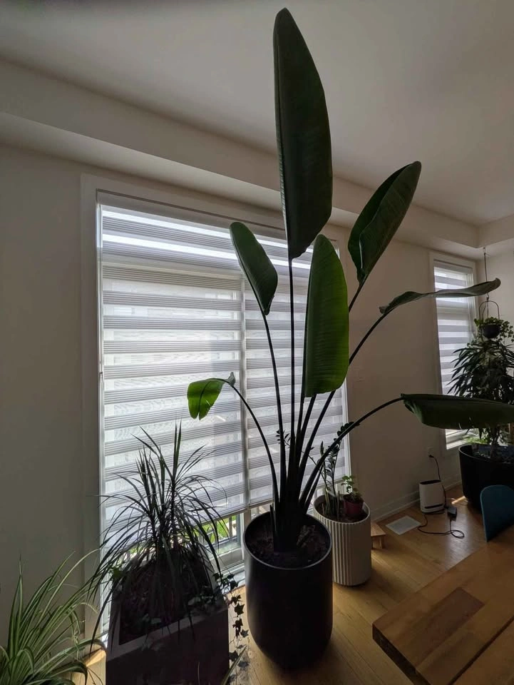 Two Bird of Paradise Potted Plants - photo 3
