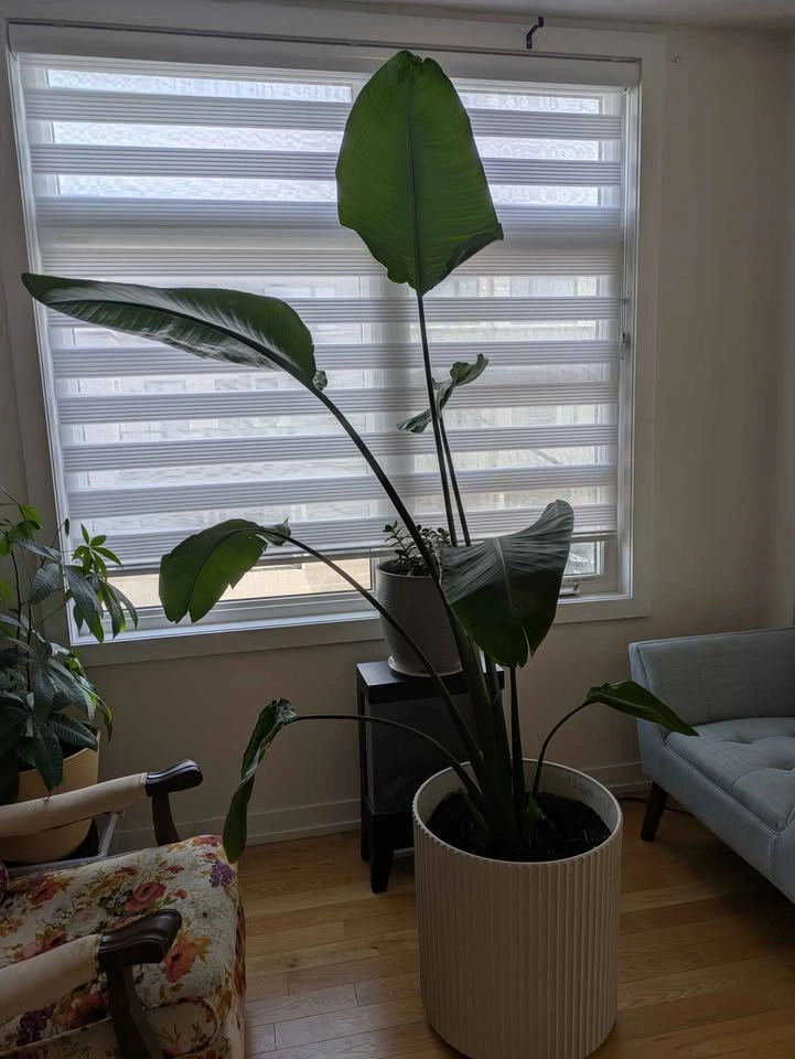Two Bird of Paradise Potted Plants - photo 4