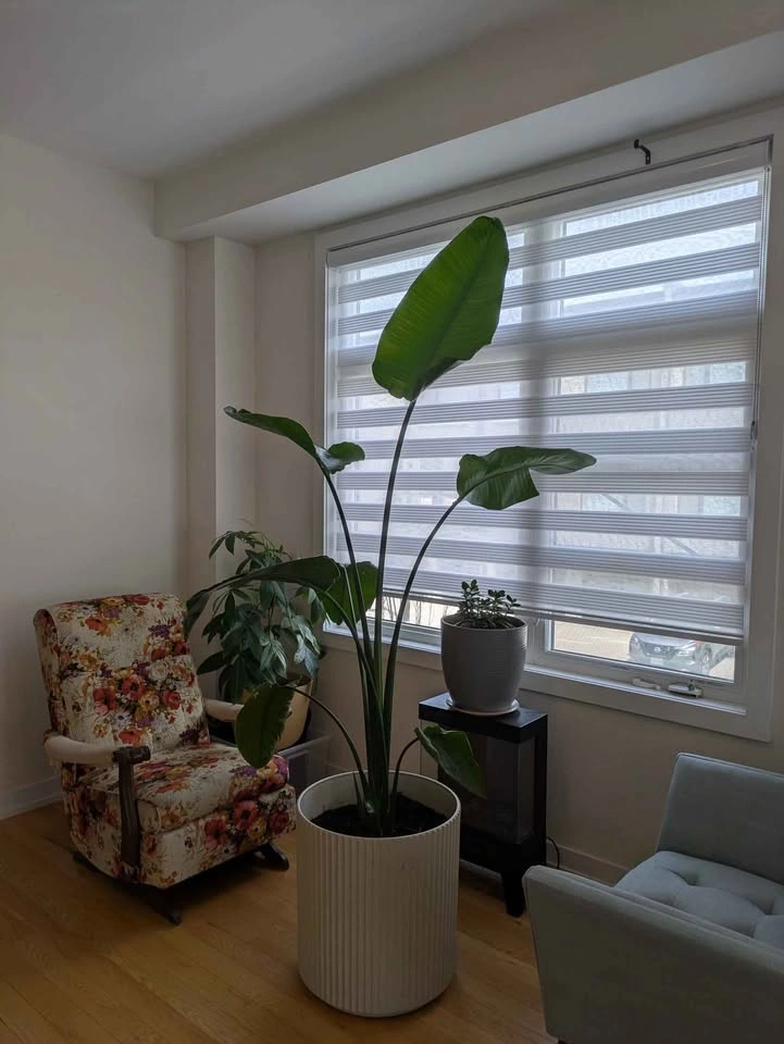 Two Bird of Paradise Potted Plants - photo 5