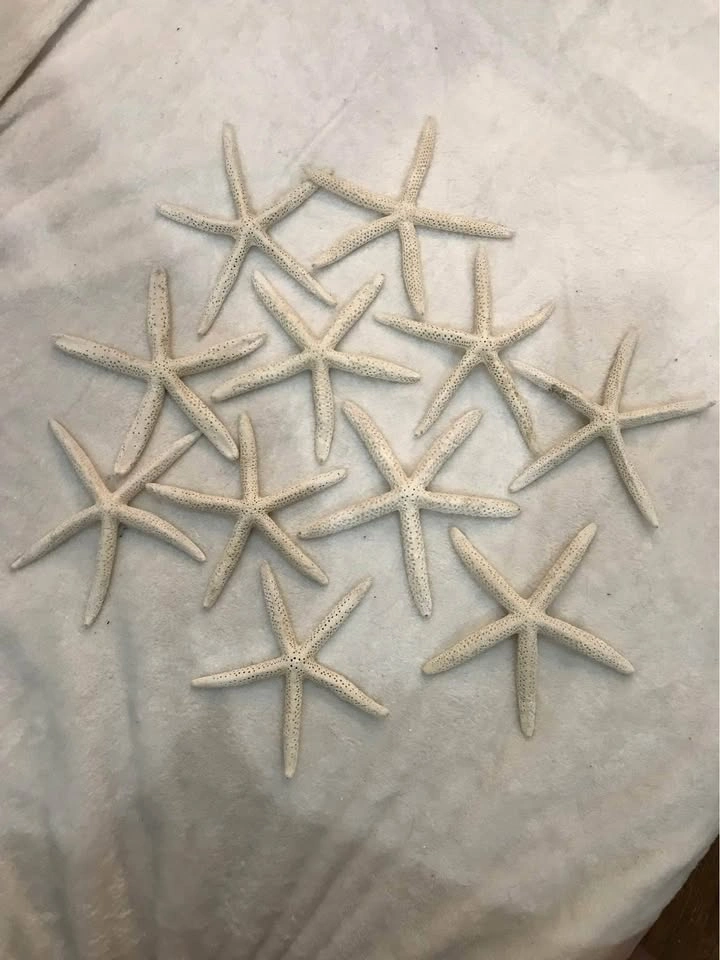 Set of dried starfish