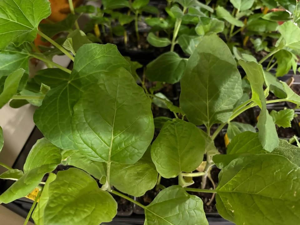 Indian Long Squash (Lauki, Dhudhi) Seedlings