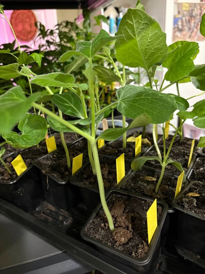 Indian Long Squash (Lauki, Dhudhi) Seedlings - photo 2