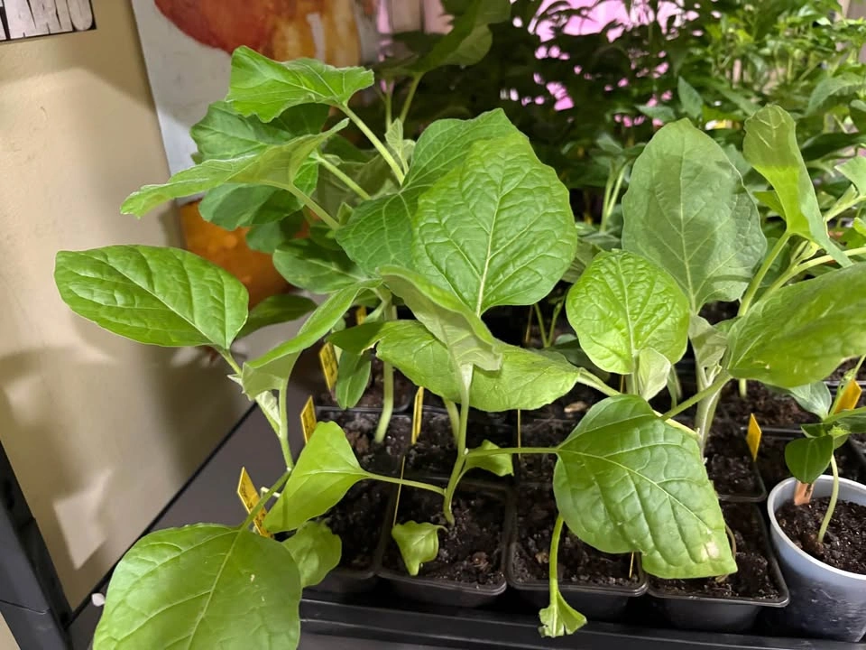 Indian Long Squash (Lauki, Dhudhi) Seedlings - photo 5