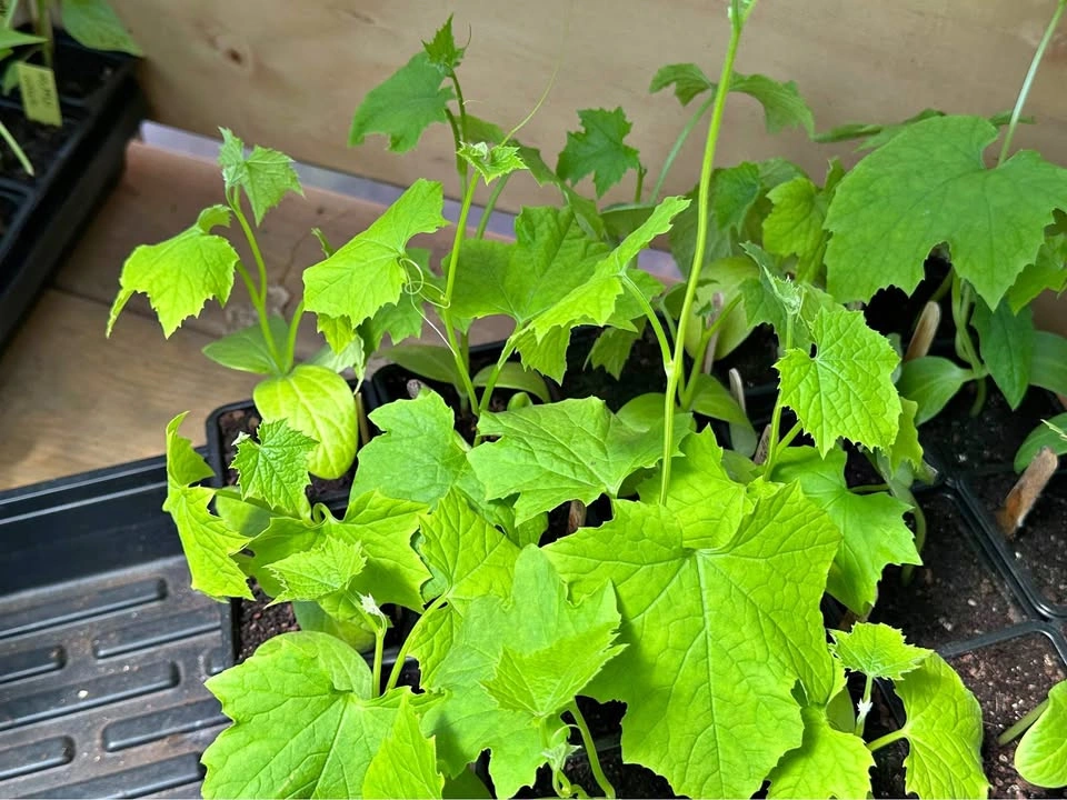 Turai (ridge gourd, Turiya) plants for sale