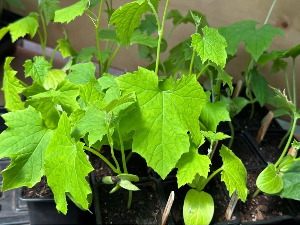 Turai (ridge gourd, Turiya) plants for sale - photo 2