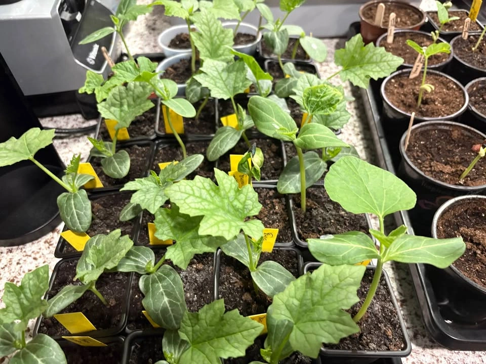 Turai (ridge gourd, Turiya) plants for sale - photo 3