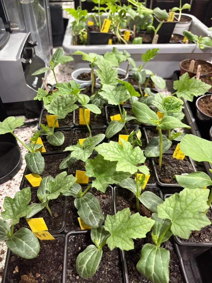 Luffa (Gourds) Plants for Sale