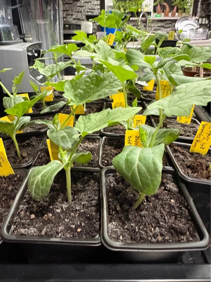 Luffa (Gourds) Plants for Sale - photo 2