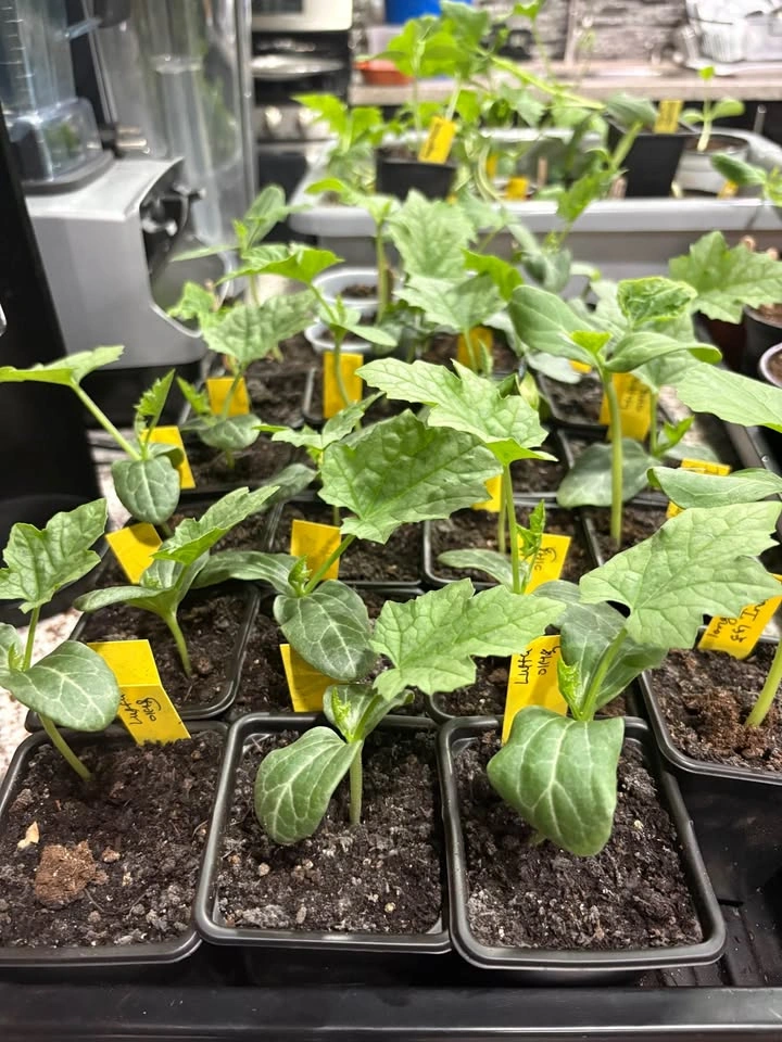 Luffa (Gourds) Plants for Sale - photo 3