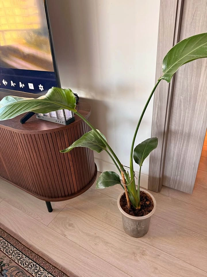 Birds of paradise plant & Lilium