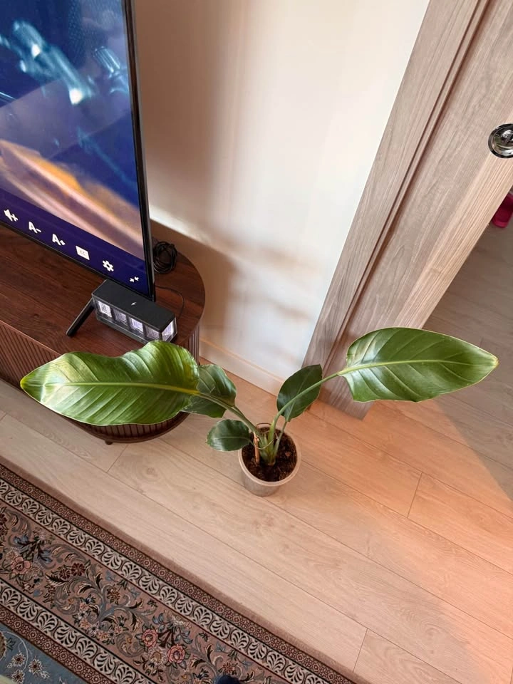 Birds of paradise plant & Lilium - photo 2