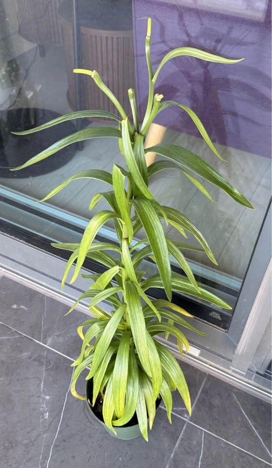 Birds of paradise plant & Lilium - photo 4