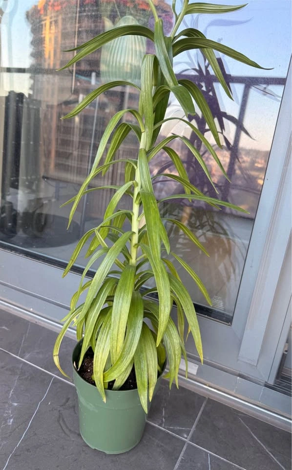 Birds of paradise plant & Lilium - photo 5
