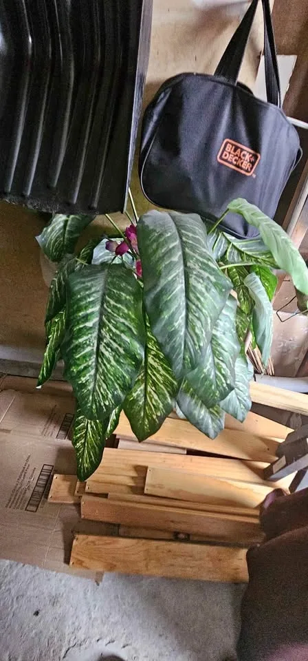 Moving Sale: Artificial Dumb Cane Plant