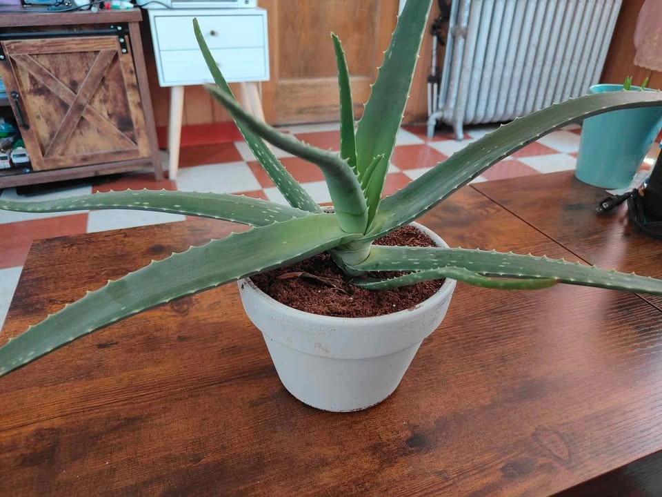 Planta de Savila (áloe vera)