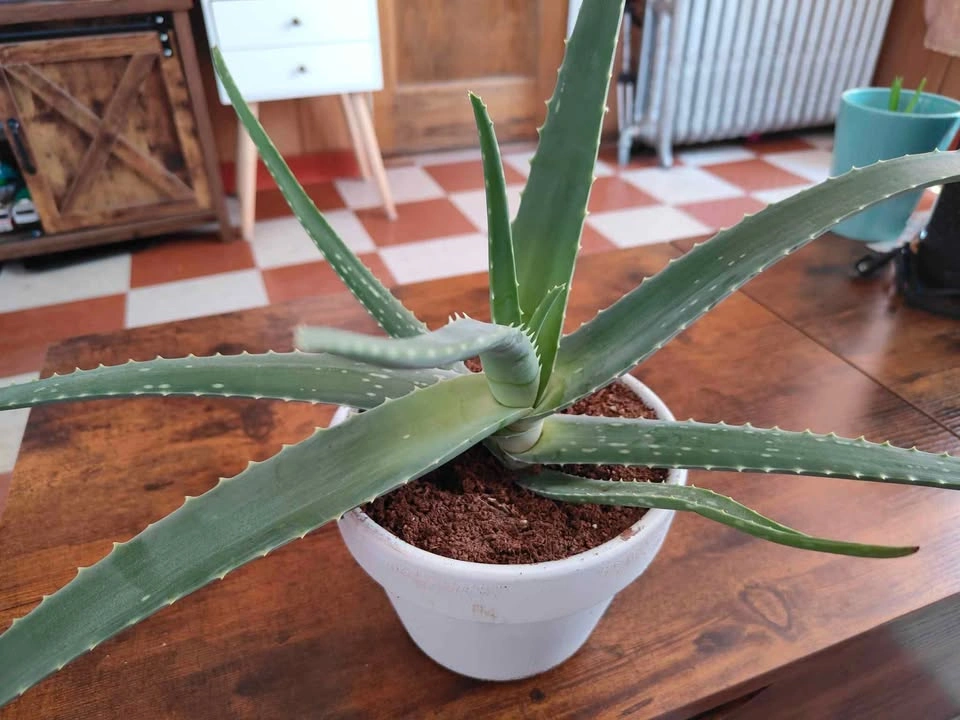 Planta de Savila (áloe vera) - photo 2