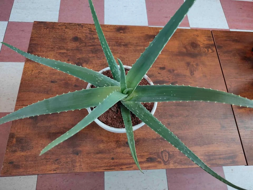 Planta de Savila (áloe vera) - photo 3