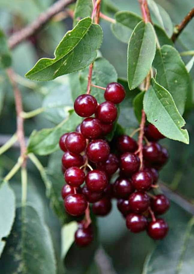 Chokecherry in One Gallon Pot - Native, 2-3 ft Tall