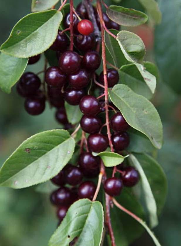Chokecherry in One Gallon Pot - Native, 2-3 ft Tall - photo 2