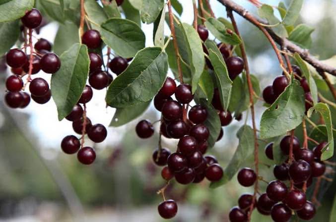 Chokecherry in One Gallon Pot - Native, 2-3 ft Tall - photo 3