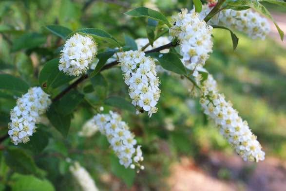 Chokecherry in One Gallon Pot - Native, 2-3 ft Tall - photo 4