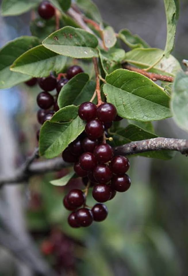 Chokecherry in One Gallon Pot - Native, 2-3 ft Tall - photo 5