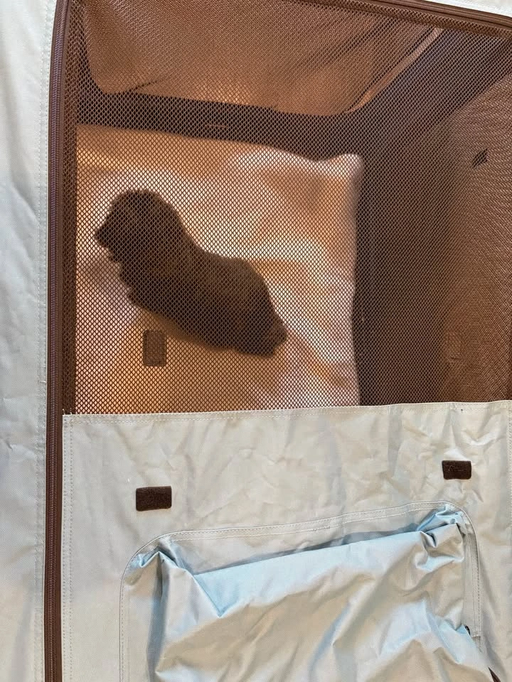 Ownpets 4-Door Folding Dog Crate XX-Large Blue - photo 4