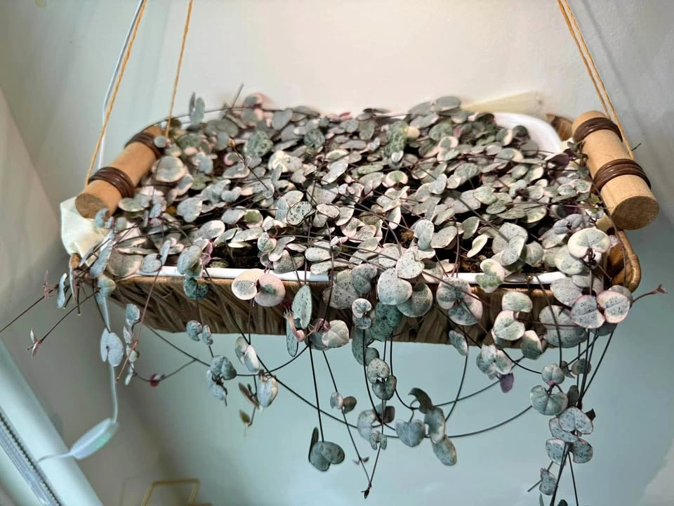 Varigated string of hearts (mother plant)
