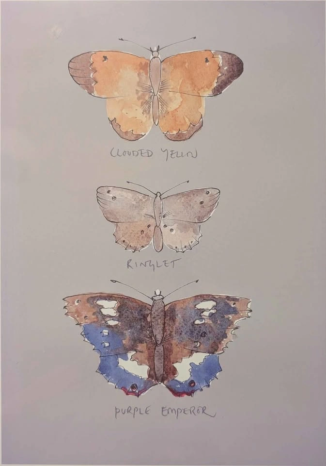Set of 3 Watercolour Butterfly Prints w/ Frames - photo 4