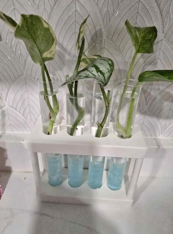 Plant Stands & Propagation Stations