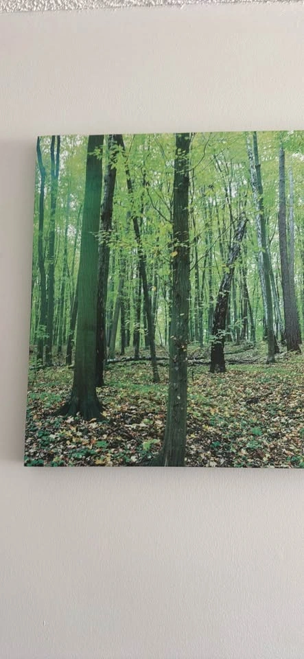 Panoramic Forest Canvas Wall Art - photo 2