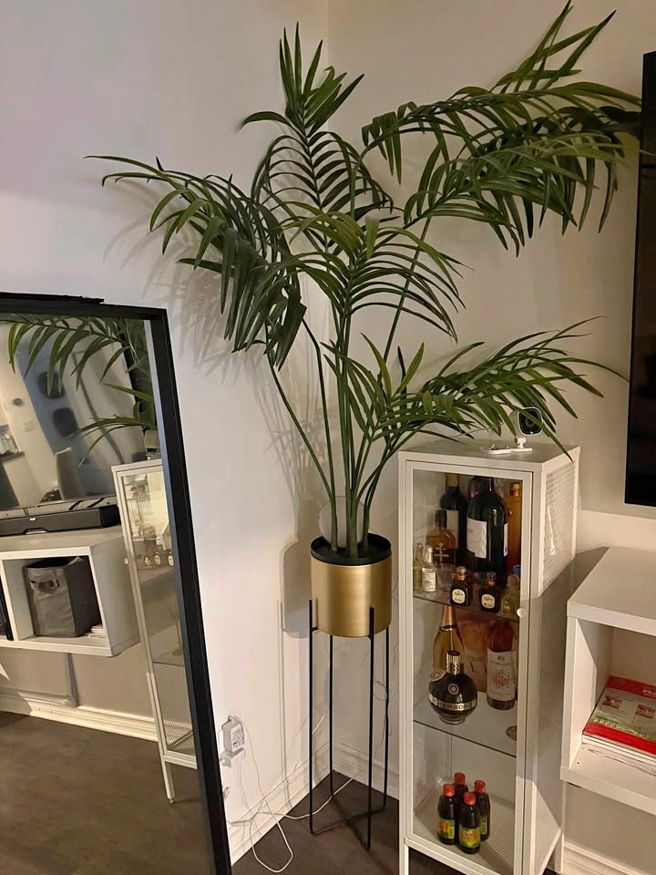 PLANT WITH POT