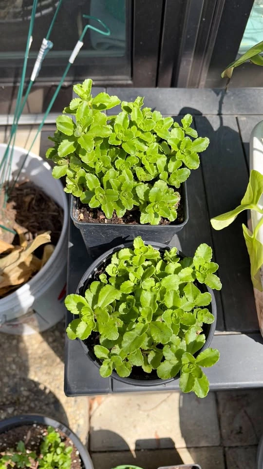 Russian Stonecrop (Sedum kamtschaticum) Plants