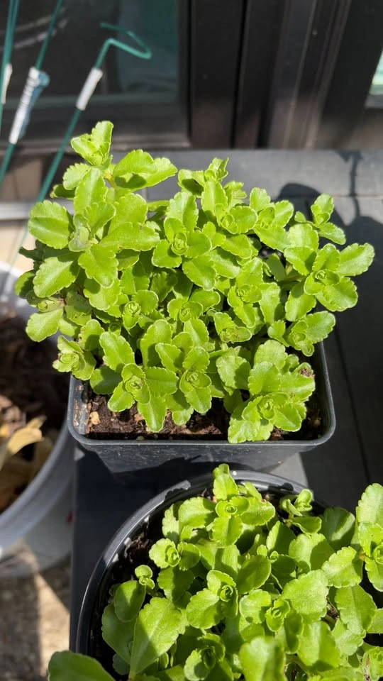 Russian Stonecrop (Sedum kamtschaticum) Plants - photo 2