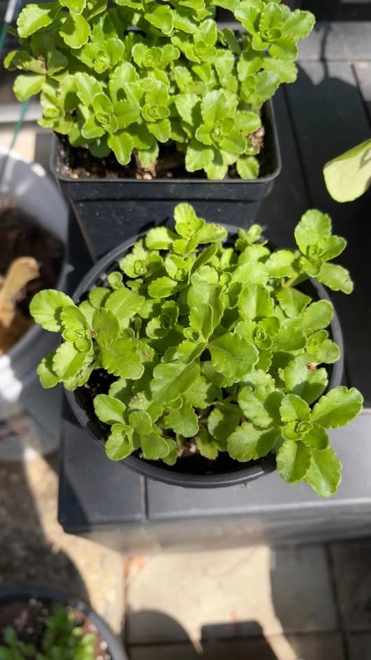 Russian Stonecrop (Sedum kamtschaticum) Plants - photo 3