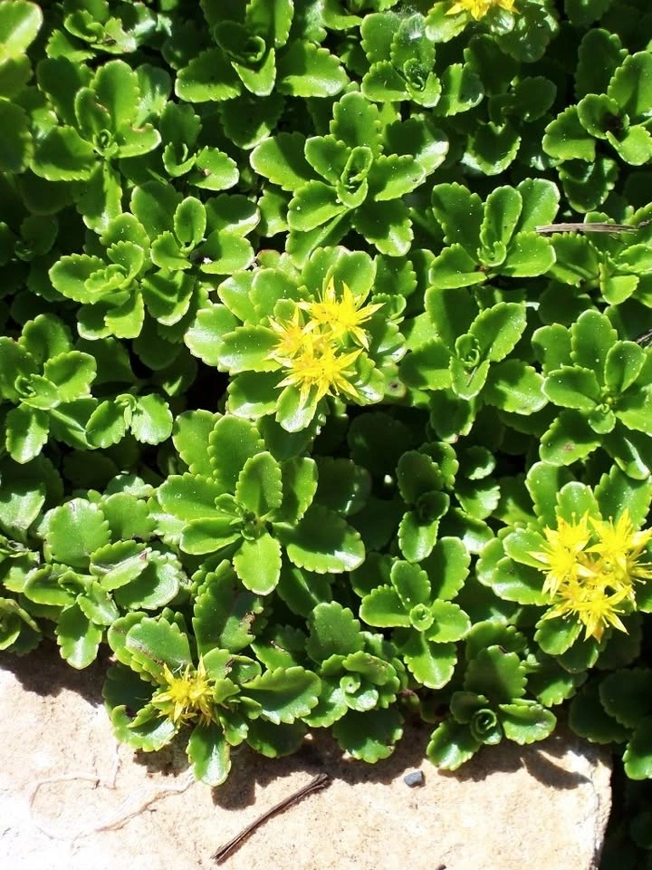 Russian Stonecrop (Sedum kamtschaticum) Plants - photo 4