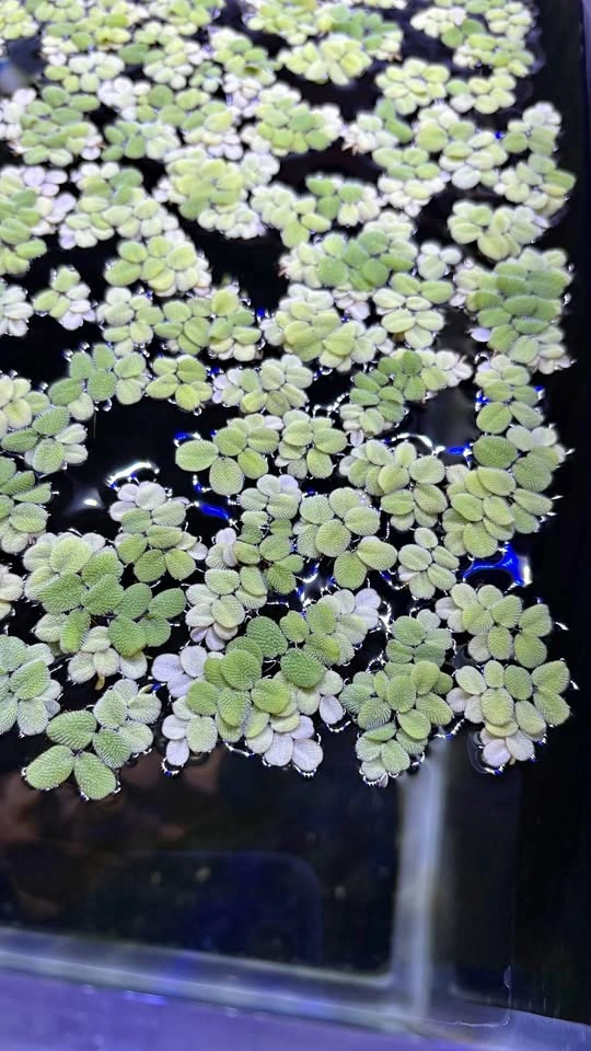 Salvinia Minima - Home Grown Aquarium Plants