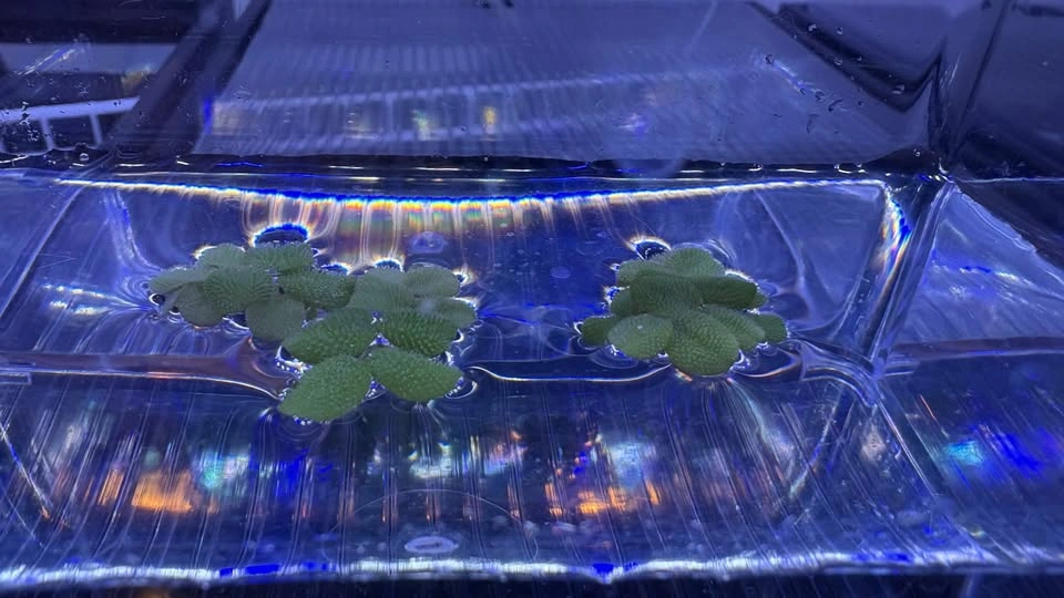 Salvinia Minima - Home Grown Aquarium Plants - photo 2