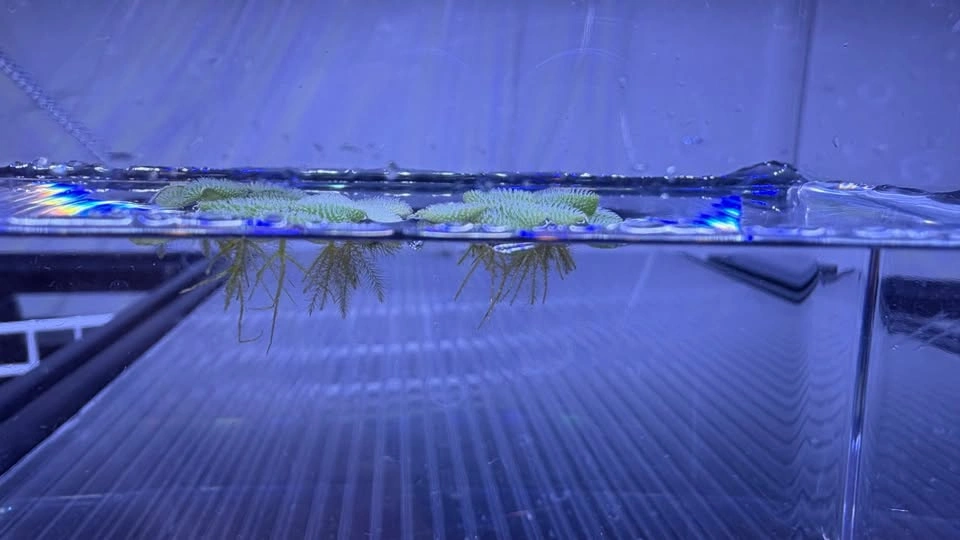 Salvinia Minima - Home Grown Aquarium Plants - photo 3
