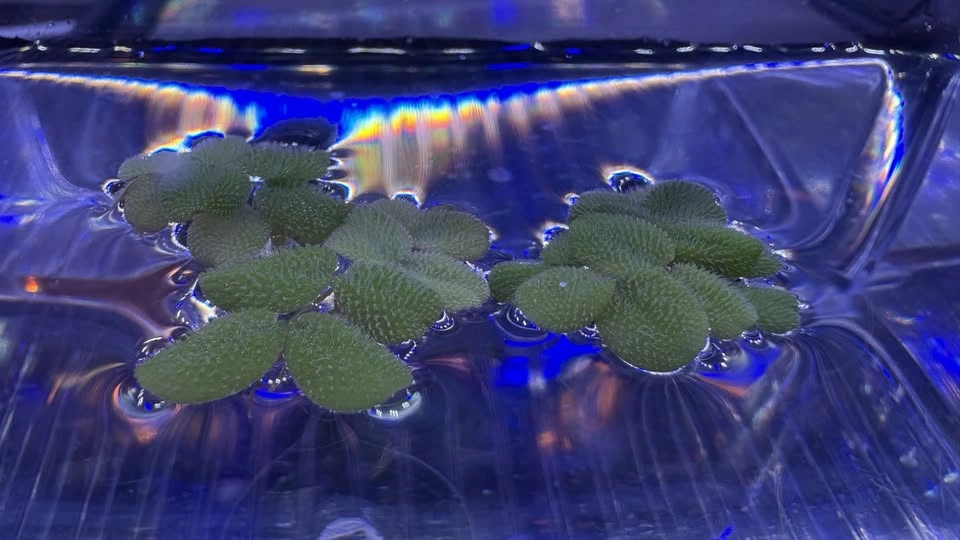Salvinia Minima - Home Grown Aquarium Plants - photo 4
