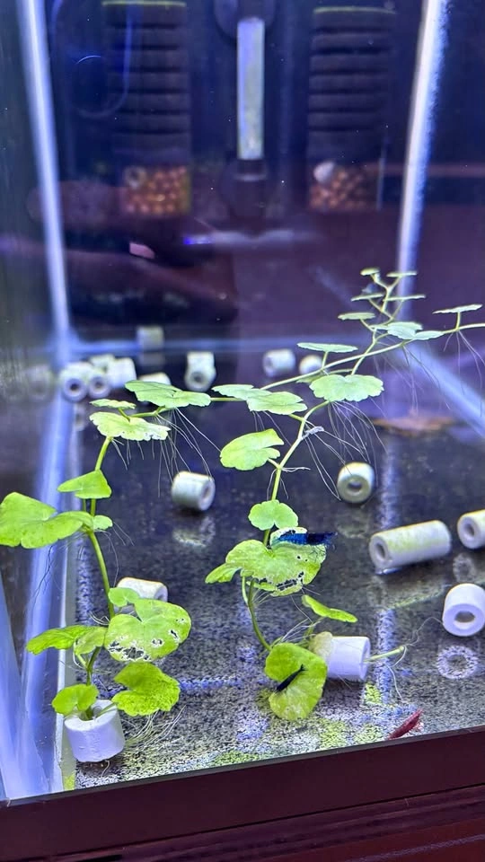 Brazilian Pennywort - Home Grown Aquarium Plants