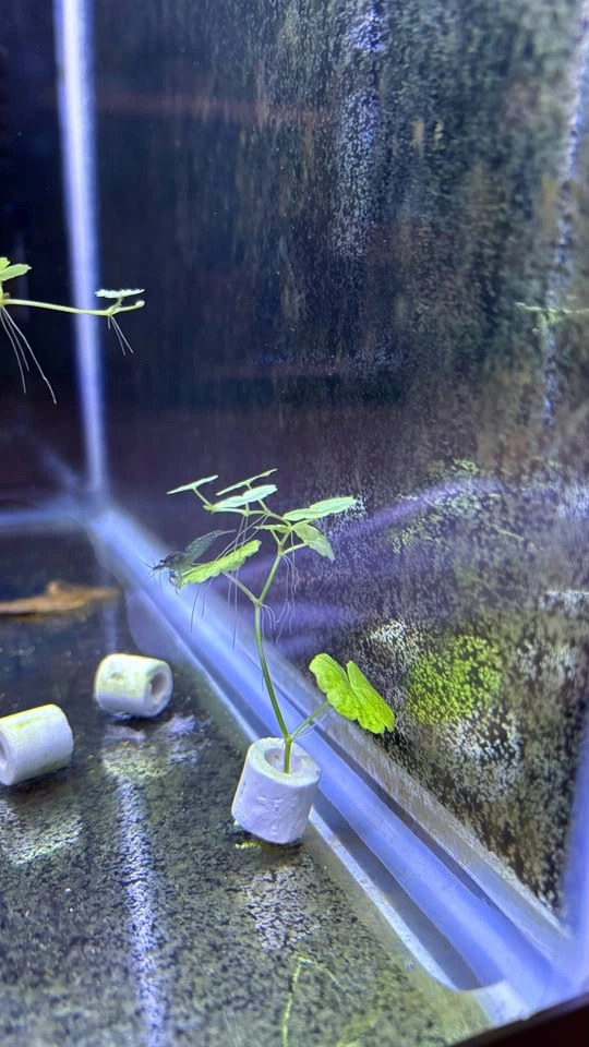 Brazilian Pennywort - Home Grown Aquarium Plants - photo 2