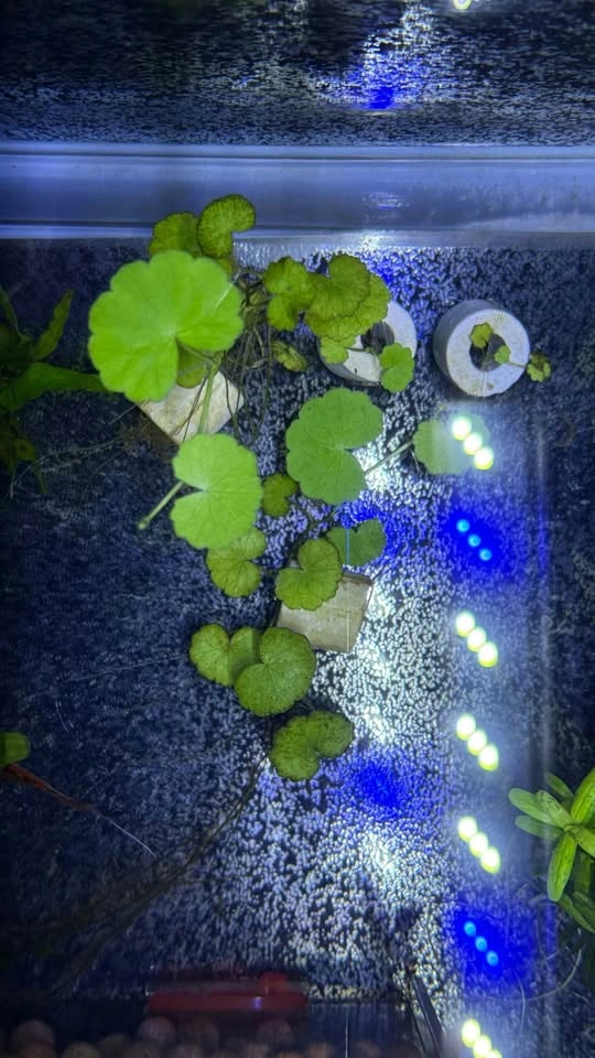 Brazilian Pennywort - Home Grown Aquarium Plants - photo 3