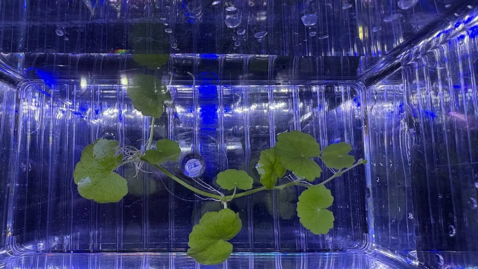 Brazilian Pennywort - Home Grown Aquarium Plants - photo 4