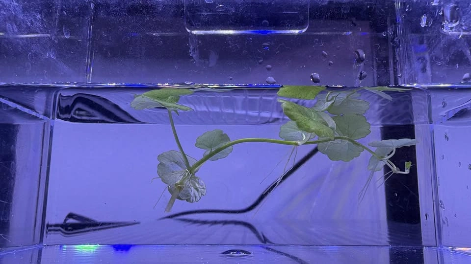 Brazilian Pennywort - Home Grown Aquarium Plants - photo 5