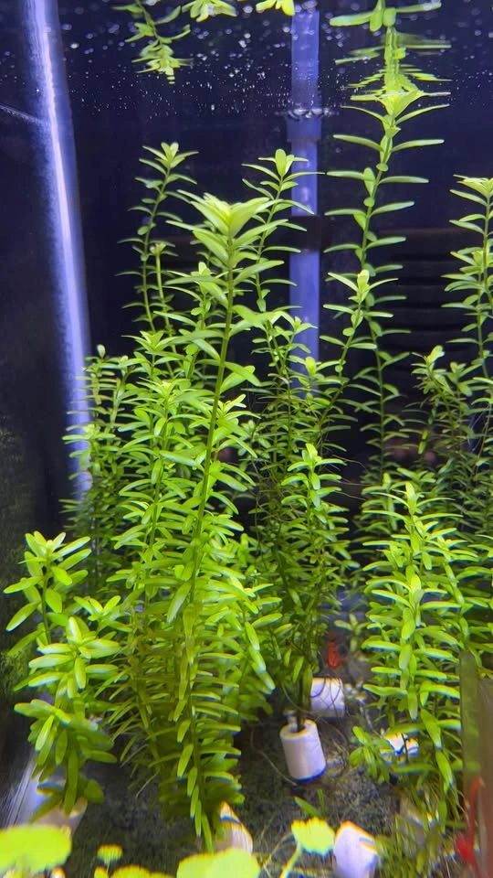 Rotala rotundifolia “Green” - Home Grown Aquarium Plants