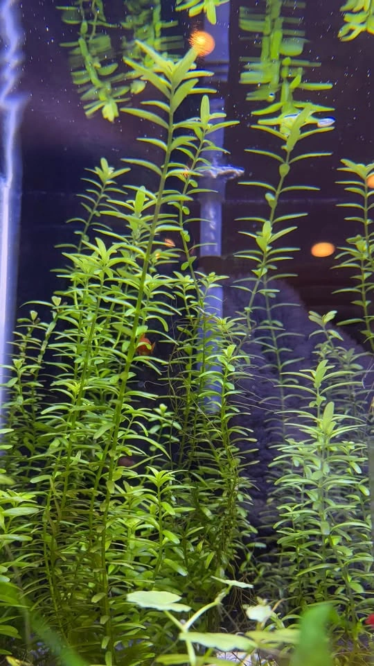 Rotala rotundifolia “Green” - Home Grown Aquarium Plants - photo 2