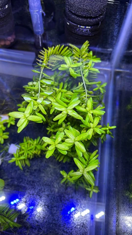 Rotala rotundifolia “Green” - Home Grown Aquarium Plants - photo 3